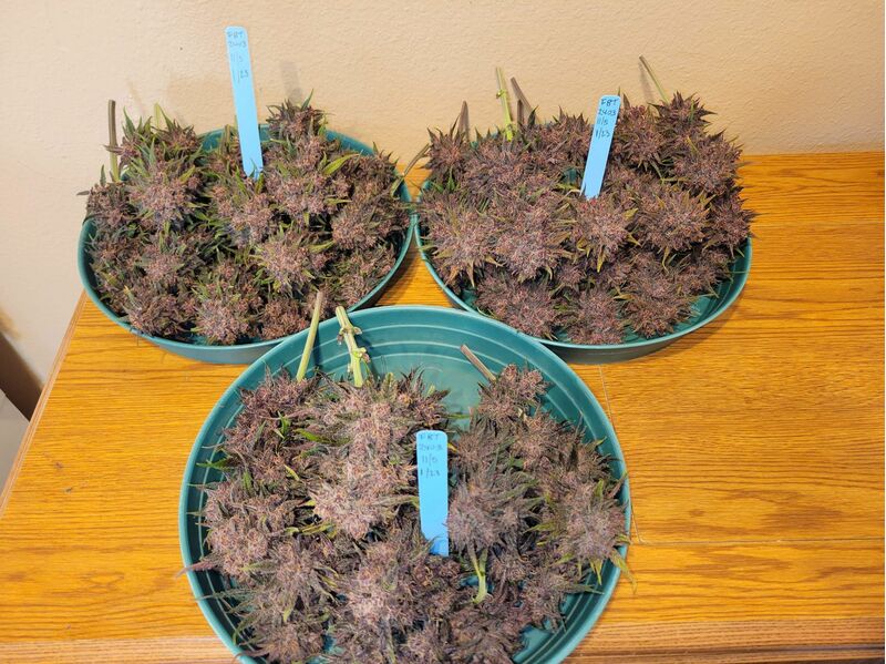 Lemon Cherry Cookies Auto, Фасовка: 5, изображение 15